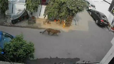 Heboh Macan Tutul Jalan Jalan Di Perkampungan Warga Terekam CCTV