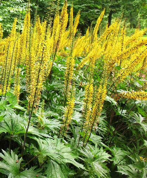 Ligularia (Golden Ray) 'Przewalskii' - Degroot