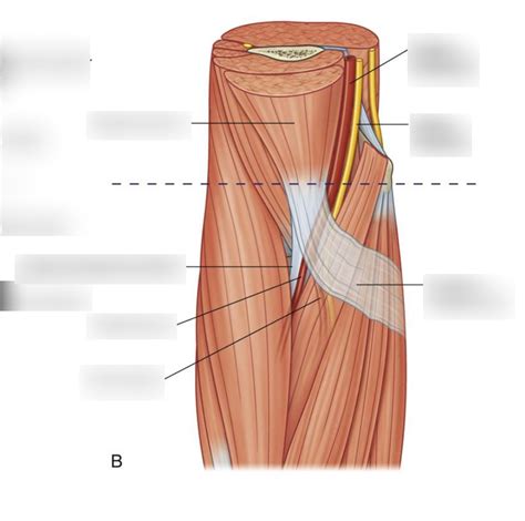 Cubital Fossa Diagram Diagram Quizlet