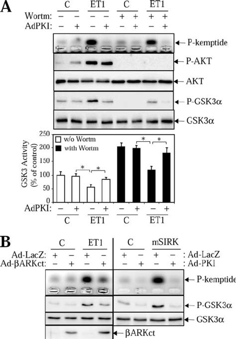 Pka Dependent G ␤␥ Mediated Phosphorylation And Inactivation Of Gsk3