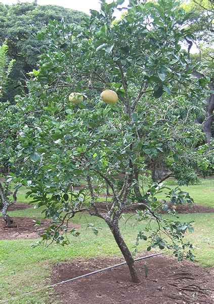 National Tropical Botanical Garden | Citrus maxima - Plant Detail - Tropical Plants Database