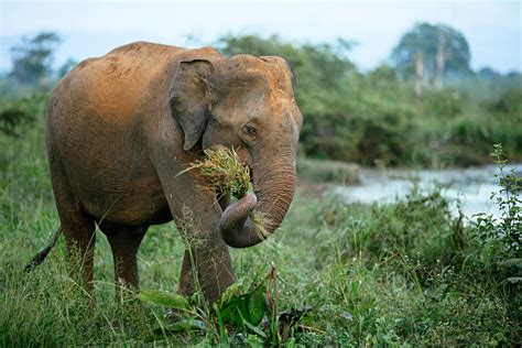 2,700+ Elephant Eating Grass Stock Photos, Pictures & Royalty-Free ...