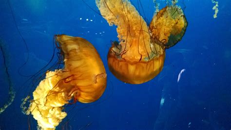 Fotos gratis submarino biología Medusa puerto pequeño Arrecife de