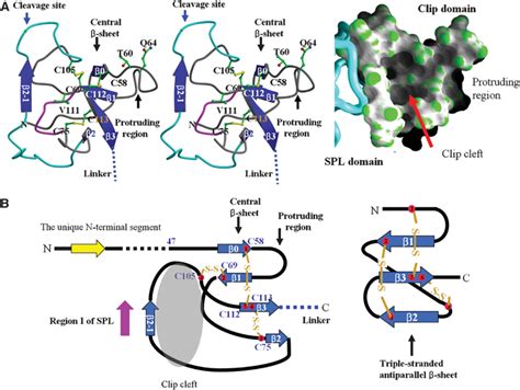 Crystal Structure Of A Clip‐domain Serine Protease And Functional Roles Of The Clip Domains