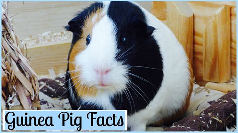 10 Interesting Facts About Guinea Pigs Youtube