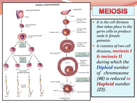 Ppt Gametogenesis And Female Cycles Powerpoint Presentation Id 2014388