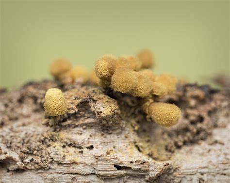 Slime Mould With The New Mm Macro Received My Mm Macro Flickr