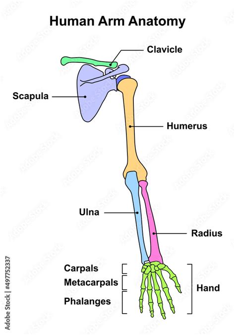 Anatomy Of The Arm Pictograph Humananatomy