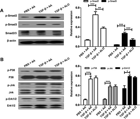 The Impact Of Aloperine On Tgf Stimulated Smad Signaling In Mouse