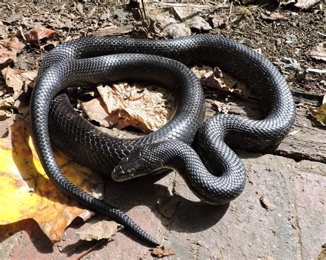 Capital Naturalist By Alonso Abugattas Eastern Black Ratsnakes