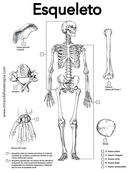 Para colorear del Esqueleto Anatomía del esqueleto humano Anatomía