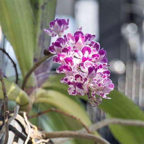 Orchids My Chicago Botanic Garden