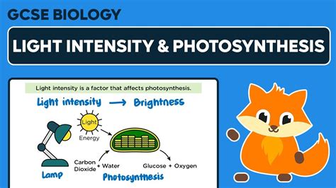 Factors Affecting The Rate Of Photosynthesis Light Intensity Gcse