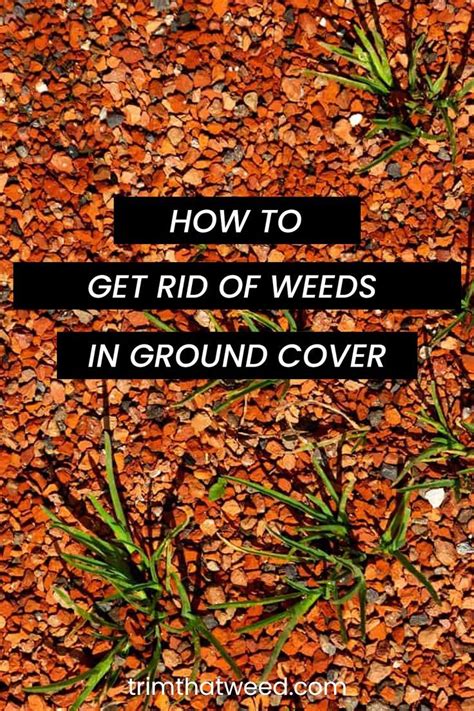 How To Get Rid Of Weeds In Ground Cover Ground Cover Weeds In Lawn Garden Stairs