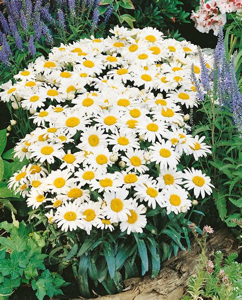 Sommer Margerite Snow Lady Leucanthemum X Superbum Wyss Shop