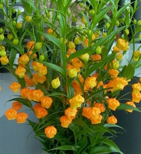 Sandersonia Outdoor Ideas, Backyard Ideas, Outdoor Decor, Flower ...