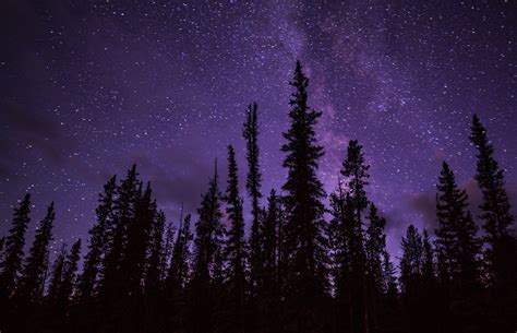 Forest At Night Photography