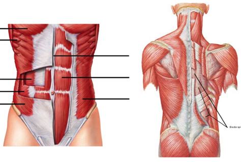 Abdominal And Back Muscles Diagram Quizlet