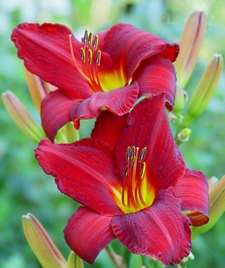 Hemerocallis Chicago Apache Daylily Full Sun Perennial