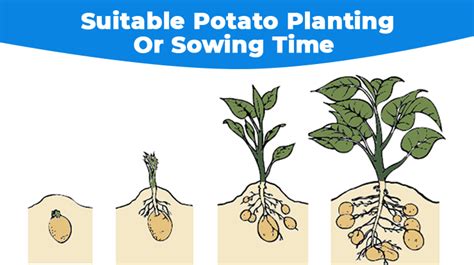 Potato Farming In India Cultivation Planting And Harvesting