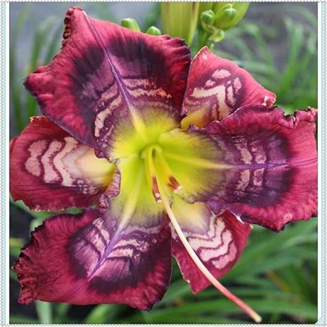 Daylily Reblooming For Planting Aroma Peculiar Hemerocallis Fulva