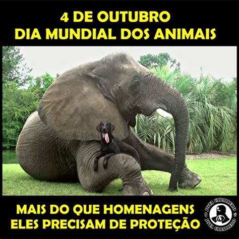 Bibi Leitura De Outubro Dia Mundial Dos Animais