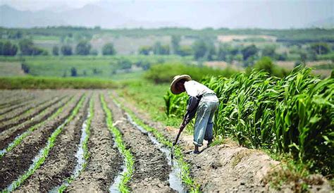 Arequipa Agricultores Inconformes Con Abono Que Entregar Gobierno