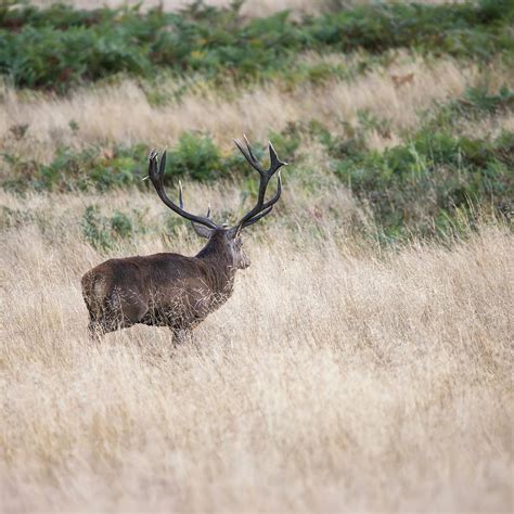 Majestic Powerful Red Deer Stag Cervus Elaphus In Forest Landsca