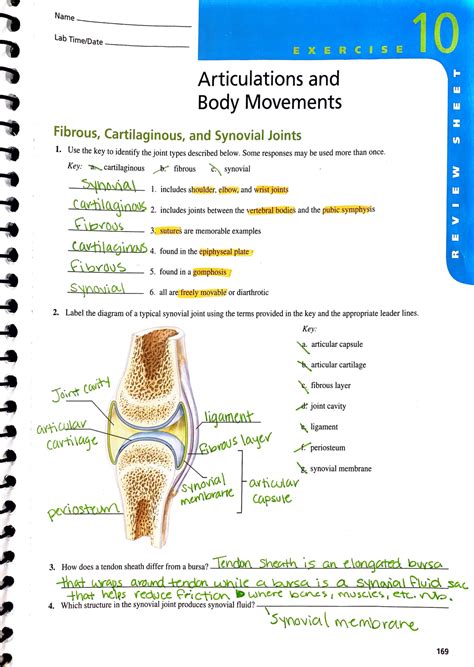 Lab exercise 10 - Articulations and Body Movements Dr. Peltzer -a -(I - 4 - At I Name - Lab ...