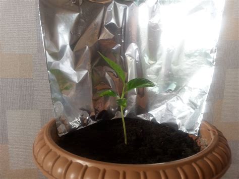 indoors - How can I keep my persimmon tree warm? - Gardening