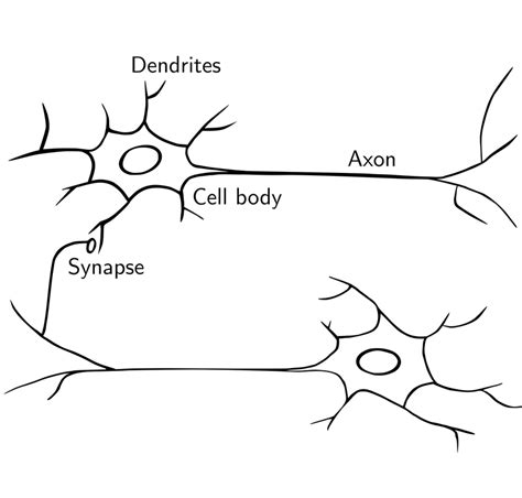 1 Schematic Drawing Of A Neuron Download Scientific Diagram