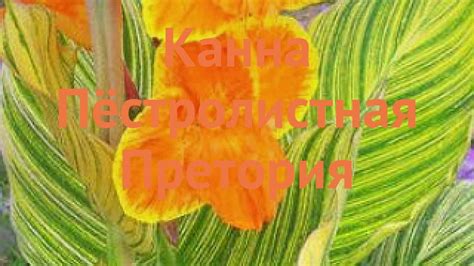 Канна пёстролистная Претория (pretoriya pretoriya) 🌿 обзор: как сажать ...