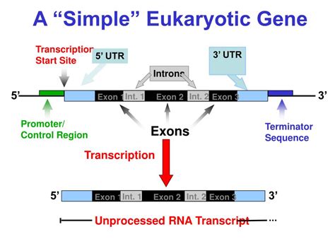 PPT Eukaryotic MRNA Transcripts Are Processed PowerPoint Presentation