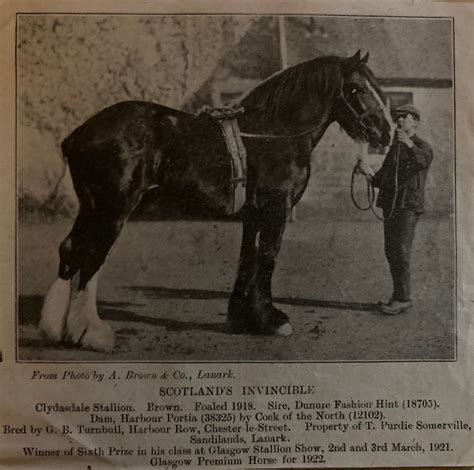 Black Clydesdale Horses — Strathorn