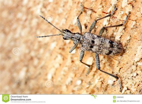 Ribbed Pine Borer Stock Image Image Of Beetle Inquisitor 24883683