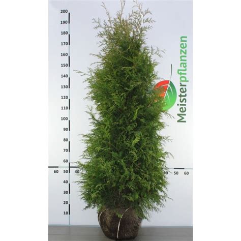 Thuja Brabant Cm Kaufen Kundenbewertungen