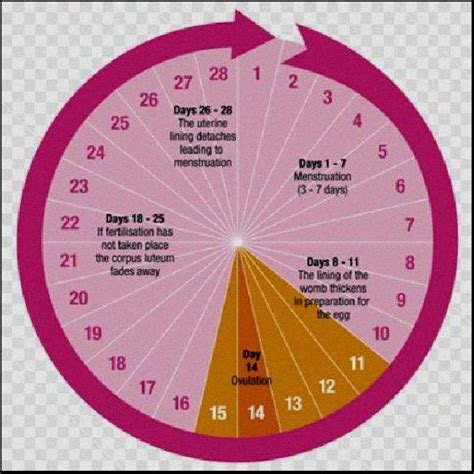 Counting Ovulation Calendar Renee Charline