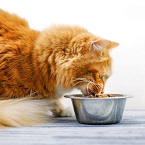 How to help your senior cat with a balanced diet | Molesey Vets