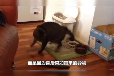 猫咪看到同伴在泳池边，二话不说，就把它踹了进去！ 泳池 猫咪 同伴