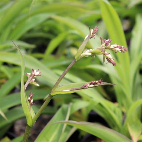 Arthropodium Cirratum Te Puna Warners Nurseries