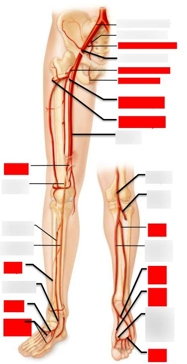 Lower Limb Arteries Diagram Quizlet