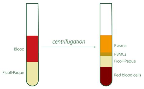 PBMC Peripheral Blood Mononuclear Cells Human Cell