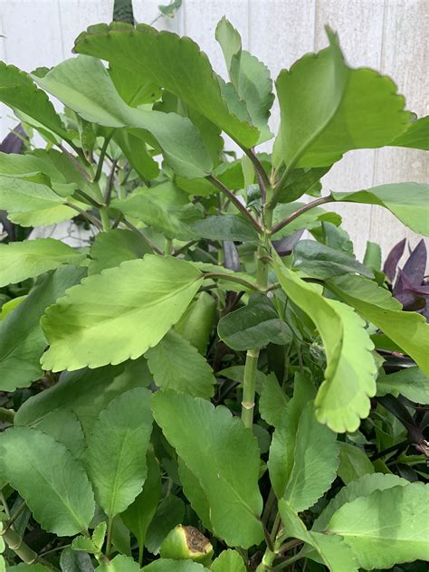 Leaf Of Life Bryophyllum Pinnatum 7 Benefits Of The Miracle Leaf Artofit