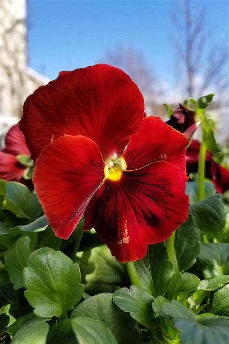 Tips for Growing Winter Pansies (Viola hiemalis) | Gardener’s Path