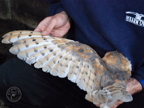 Sexing Barn Owls The Barn Owl Trust