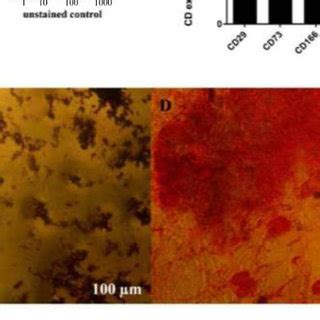 Characterization Of Human Adipose Derived Mesenchymal Stem Cells A