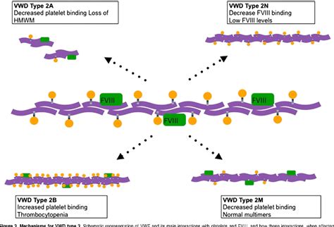 Figure 1 From Inherited Bleeding Disorders Diagnostic Approach To Von Willebrand Disease