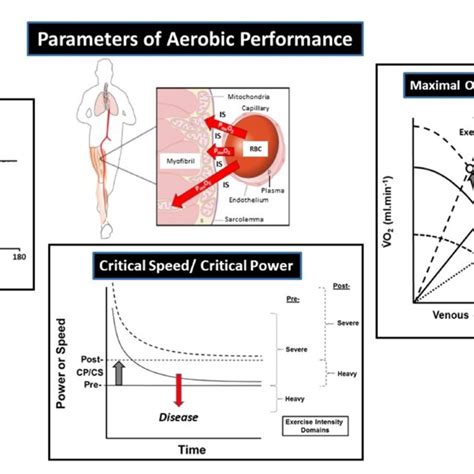 Principal Parameters Of Aerobic Performance That Determine Exercise