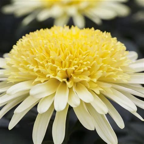 Chrysanthemum Indicum Yellow Eleonora S Schnitt Chrysantheme