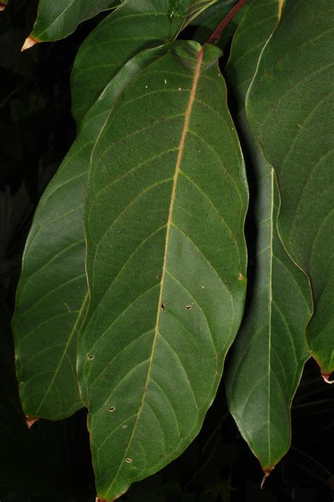 Lagerstroemia Speciosa Lythraceae Image At Phytoimages Siu Edu